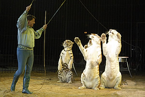 Flavio Togni con le sue tigri