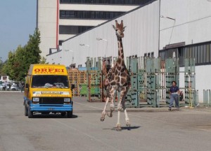 imola-giraffa-scappata