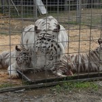 cuccioli-tigre-bianca