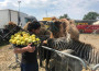 Il cuore grande di Coldiretti Rovigo tornata con altri aiuti per gli animali del circo