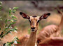 La gazzella della savana, la gatta Lulù e gli animali sotto il tendone