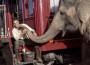 Acqua per gli elefanti: pathos circense e glamour hollywoodiano