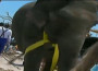 Un elefante “soccorritore” nel Missouri devastato