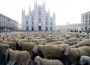 Pecore davanti al Duomo, levrieri alla Scala