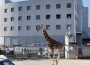 Assolto: il Circo Martini esce a testa alta dal processo per la morte della giraffa