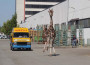 Sul caso della giraffa l’Enc risponde al sindaco di Imola