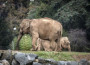 Il circo si mobilita per gli elefanti minacciati di eutanasia