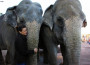 Stephanie di Monaco va in aiuto degli elefanti di Pinder