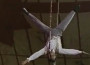 Il pappagallo … trapezista