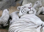 I cuccioli di tigre bianca fanno notizia solo se nascono allo zoo