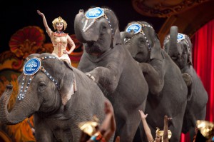 ringling-circus-elephants
